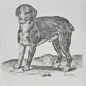 UN CANE